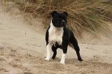 STAFFIE 281